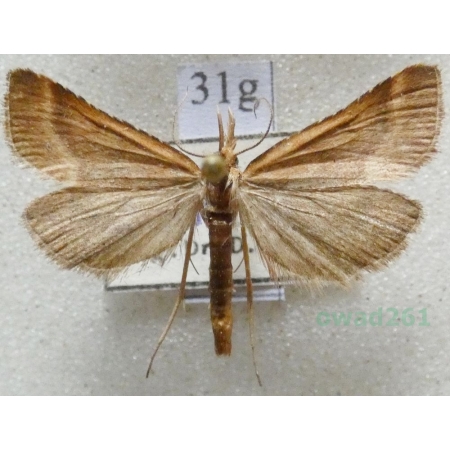 Synaphe punctalis (Fabricius, 1775) Czech31g